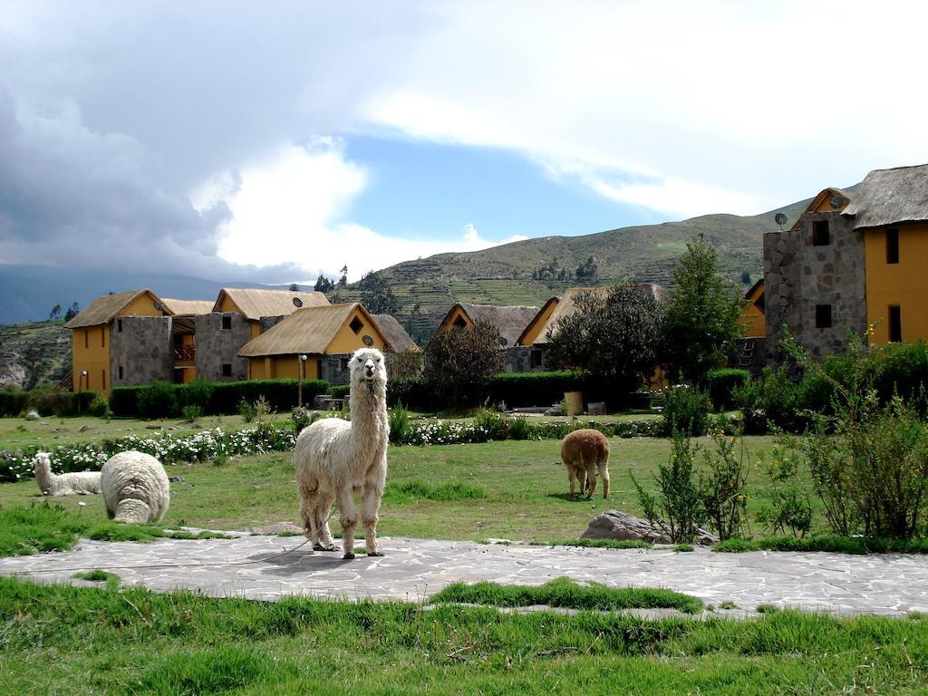 Eco Inn Colca Yanque Extérieur photo